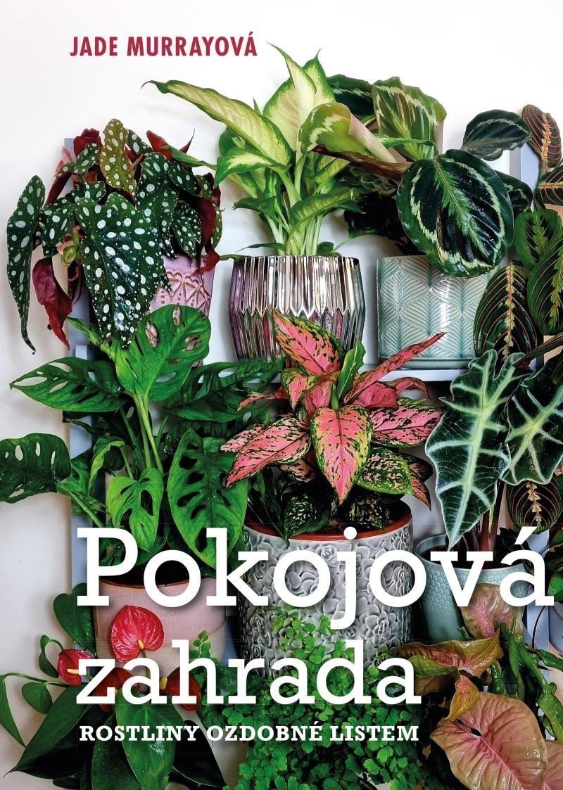 Pokojová zahrada – Murrayová Jade