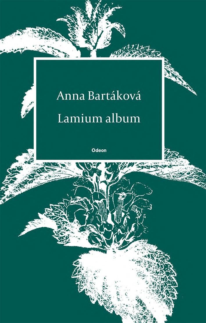 Lamium album – Bartáková Anna