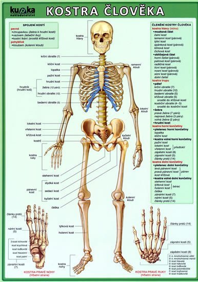 Kostra člověka – kolektiv autorů