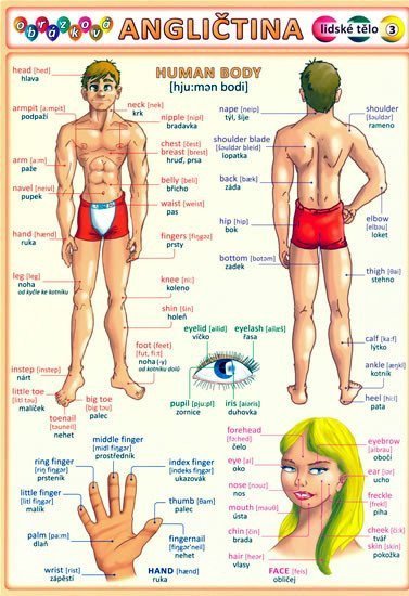 Obrázková angličtina 3 - Lidské tělo – group of authors