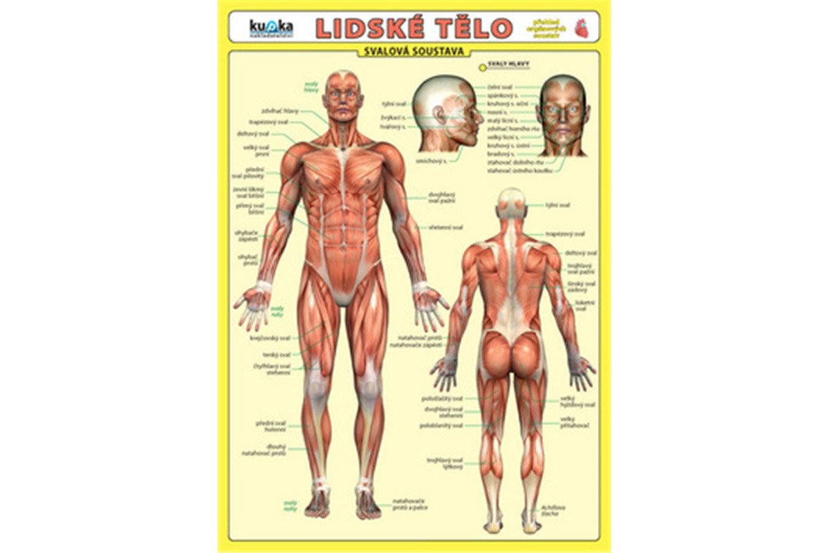 Lidské tělo - Přehled orgánových soustav - Svalová soustava – group of authors