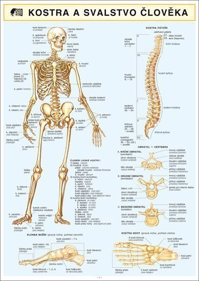 KOSTRA SVALSTVO ČLOVĚKA A4 – Dančová Barbora