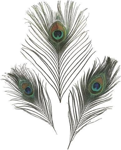 Dekorativní peříčka pávové 3ks 20 cm