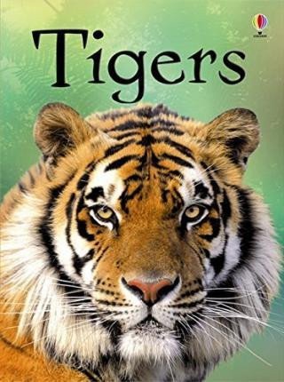 Beginners Tigers – Maclaine James