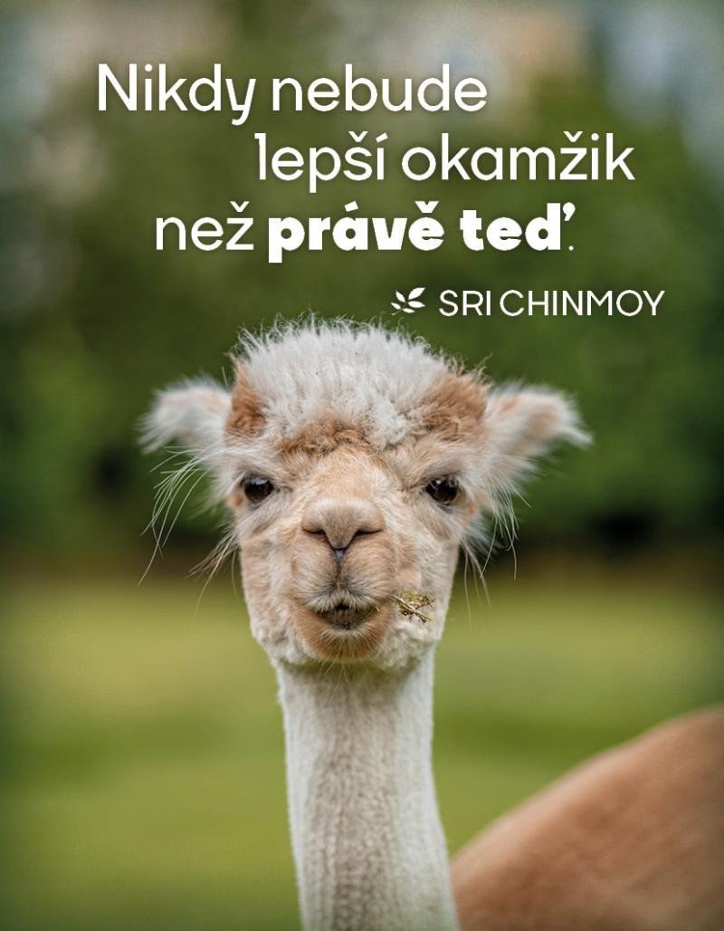 Magnet na lednici Nikdy nebude lepší čas