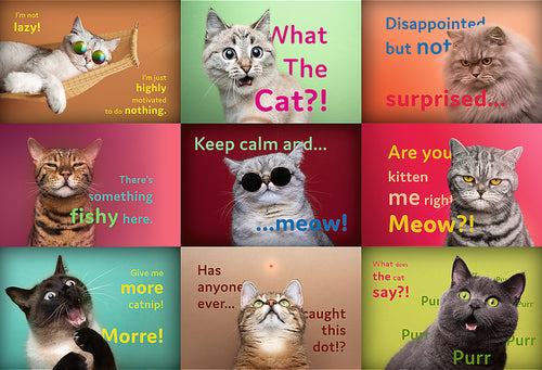 Puzzle Vtipné kočičí výrazy 1500 dílků