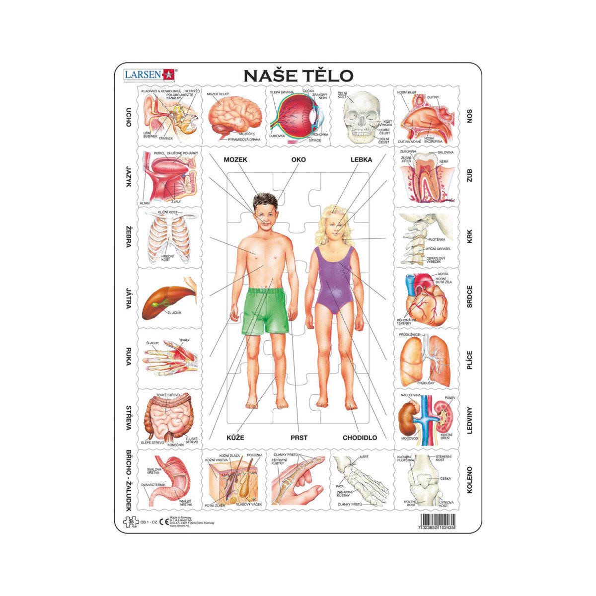 Puzzle Naše tělo 35 dílků