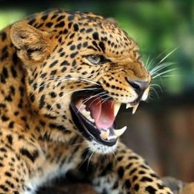 Magnet 3D Leopard
