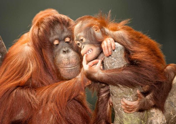 Pohlednice 3D Orangutani