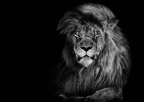 Pohlednice 3D Lion