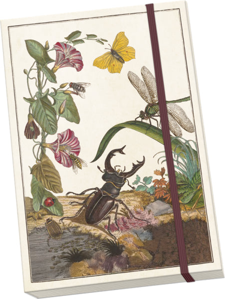 Notýsek Insects
