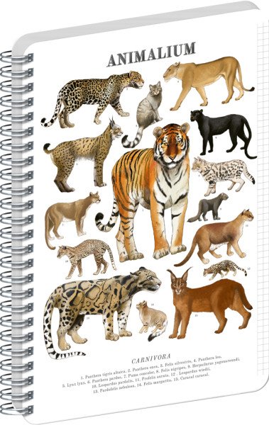 Spirálový blok Animalium - Kočkovité šelmy, čtverečkovaný, A5