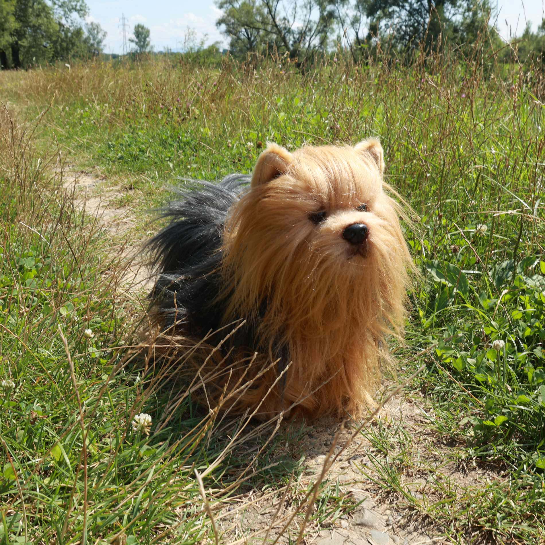 Plush Yorkshire terrier standing 30 cm