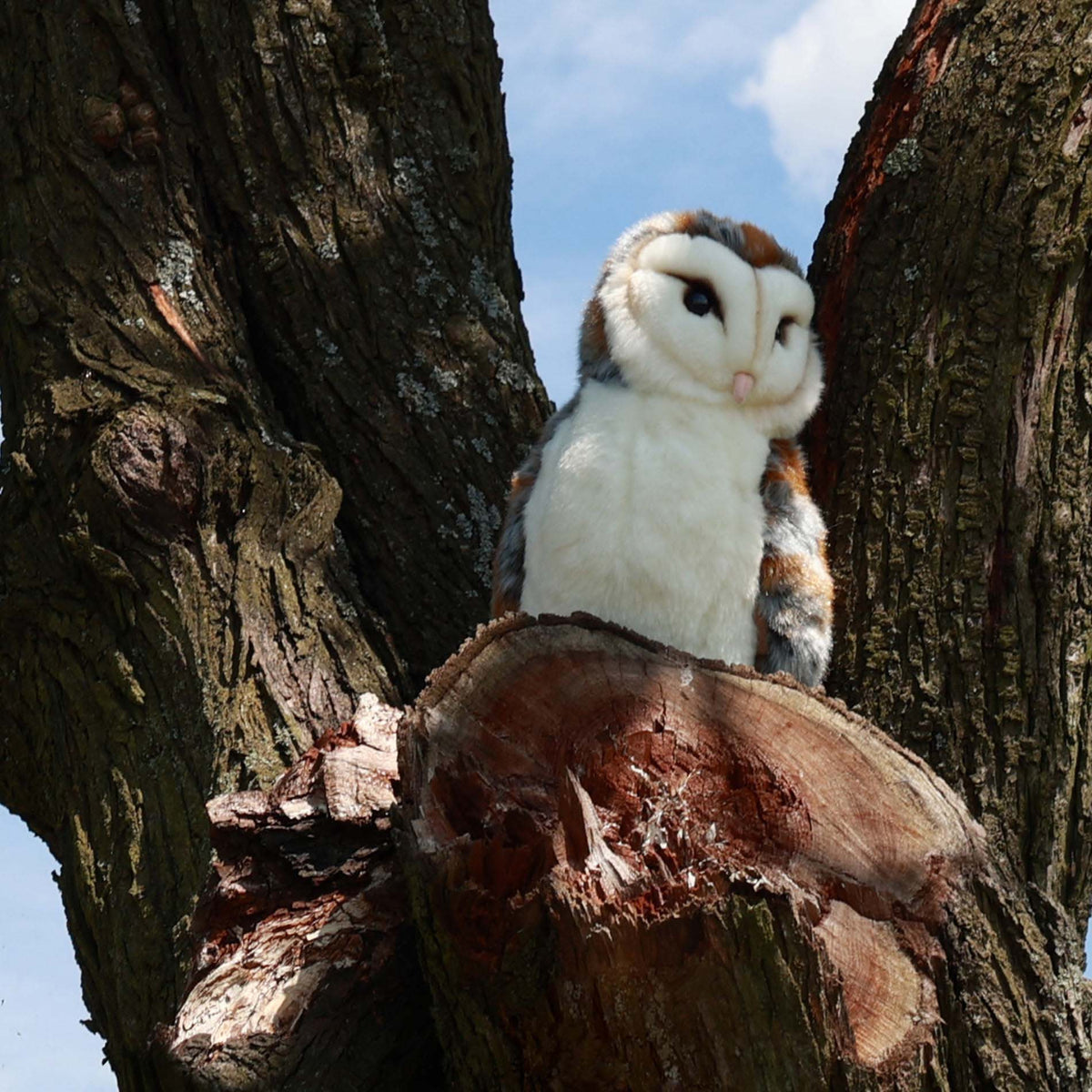 Plush barn owl 27 cm