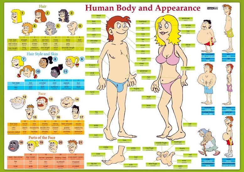 Human Body and Appearance  Lidské tělo - Naučná karta – Tinková Eva