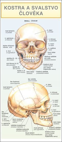 Kostra a svalstvo člověka – Dančová Barbora