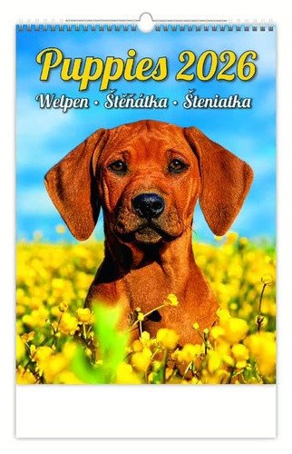 Kalendář nástěnný 2026 - PuppiesWelpenŠtěňátkaŠteniatka
