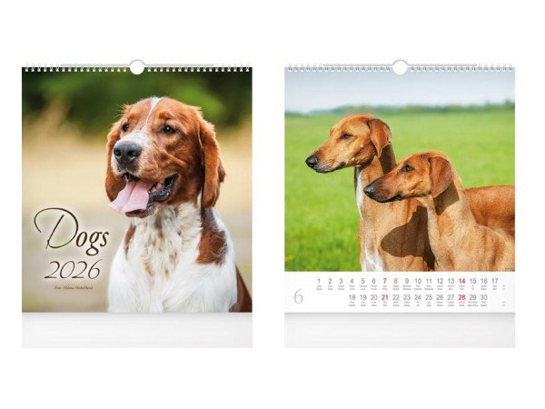 Dogs 2026 - nástěnný kalendář
