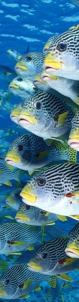 Záložka 3D Sweetlips