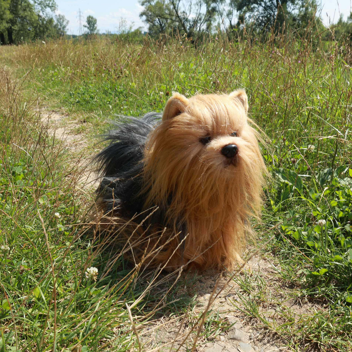 Plush Yorkshire terrier standing 30 cm